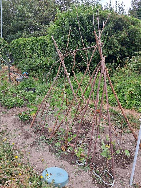 Plant growing support canes in an allotment